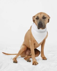 Doggie Skins 3905 USA-Made Doggie Bandana – White (on model)